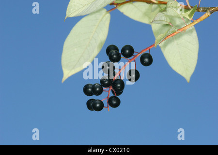 Bird Cherry Prunus padus Rosaceae Foto Stock