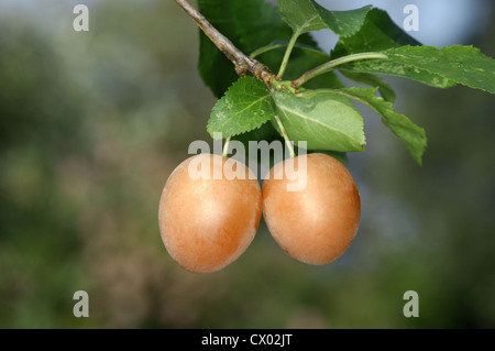 Cherry Plum Prunus cerasifera Rosaceae Foto Stock