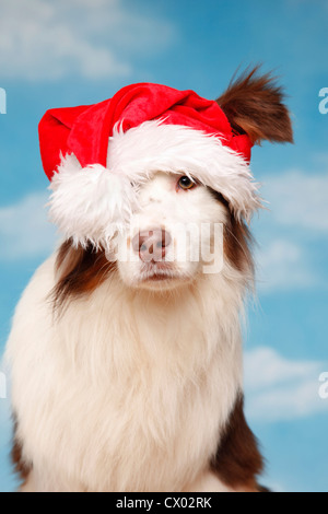 Australian Shepherd ritratto Foto Stock