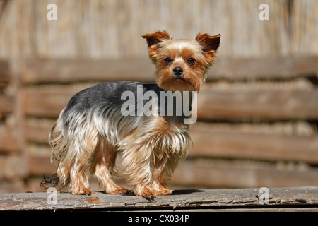 Yorkshire Terrier Foto Stock