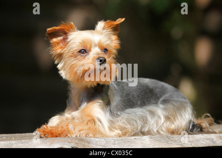 Yorkshire Terrier Foto Stock