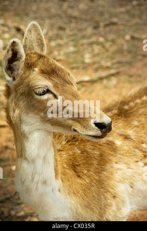 Deer Fawn Closeup Foto Stock