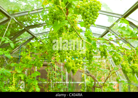 Lussureggiante verde uva che cresce in una serra Foto Stock