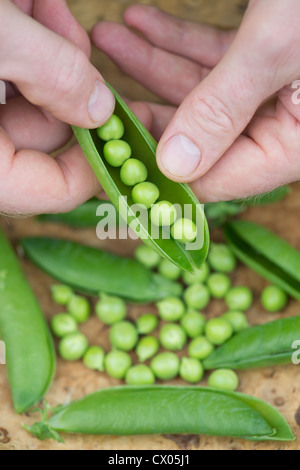 Pisum sativum. Piselli da sgranare in cialde in una ciotola di legno Foto Stock