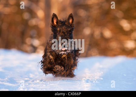 Scottish terrier in esecuzione nella neve Foto Stock