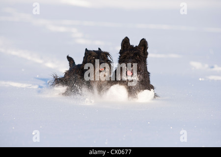 Scottish terrier nella neve Foto Stock