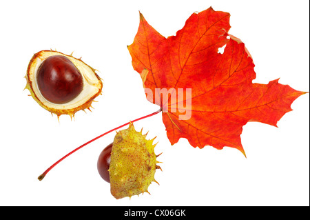 Diviso a metà fico d'india frutto dell'ippocastano e red maple leaf Foto Stock