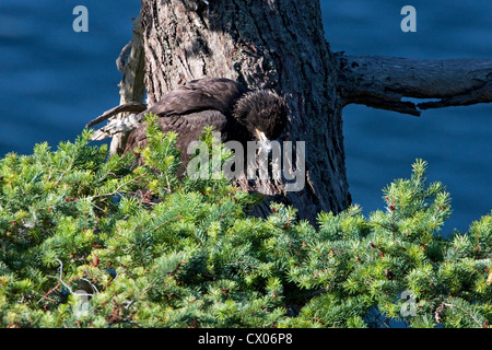 Giovane aquila calva Haliaeetus leucocephalus appollaiato su un ramo vicino al suo nido per l'oceano a Denman Island, BC, Canada in luglio Foto Stock