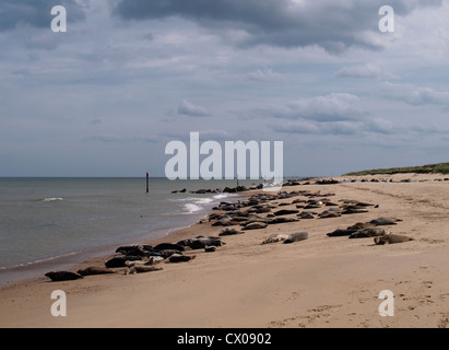 Le guarnizioni di tenuta comune, Phoca vitulina, Happisburgh di Winterton Beach, Norfolk, Regno Unito Foto Stock