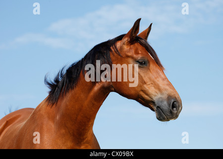 Trakehner ritratto Foto Stock