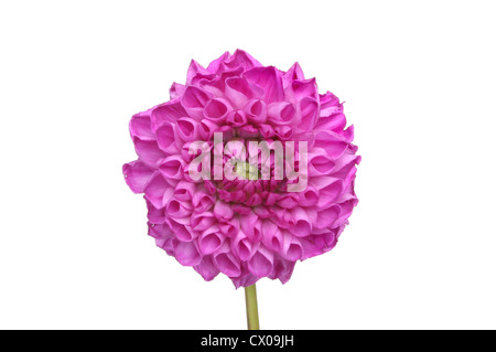 Viola singolo fiore dahlia isolata contro bianco Foto Stock