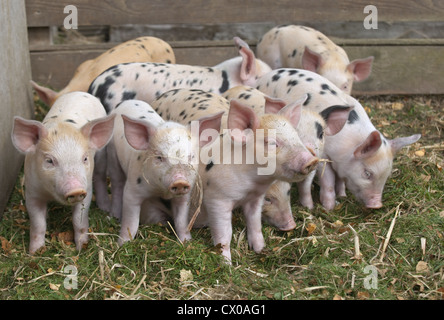 Una lettiera di Gloucester libero-macchia Piglets di razza rara Foto Stock