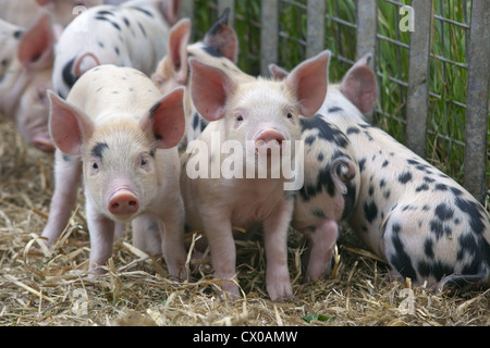 Una lettiera di Gloucester libero-macchia Piglets di razza rara Foto Stock