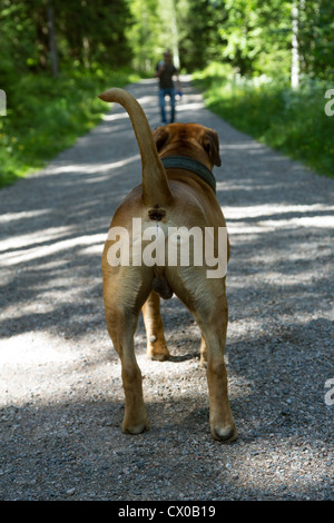 Vista da dietro un vecchio Bulldog inglese guardando al proprietario a piedi a distanza Foto Stock