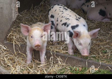 Una lettiera di Gloucester libero-macchia Piglets di razza rara Foto Stock