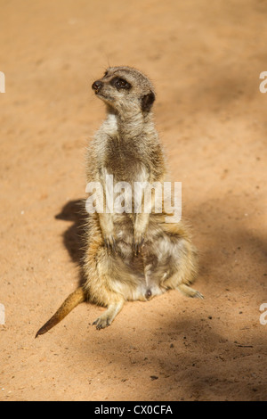 Curioso Meerkat seduti al sole Foto Stock