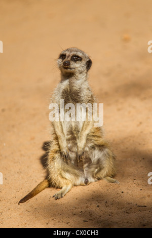 Curioso Meerkat seduti al sole Foto Stock