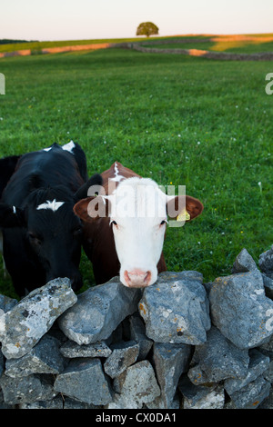 I vitelli in un campo. Il Peak District. Derbyshire. Regno Unito. Foto Stock