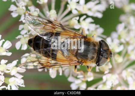 Drone rastremata Fly Eristalis pertinax Foto Stock