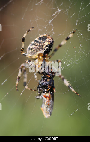 Giardino Spider Araneus diadematus con Hover-fly preda Foto Stock