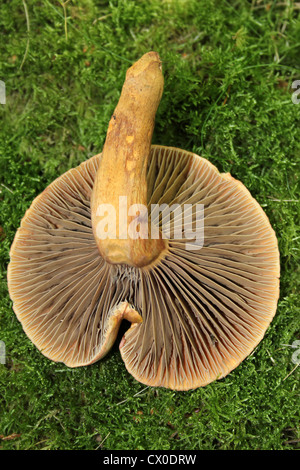 Il rame Spike Chroogomphus rutilus Foto Stock