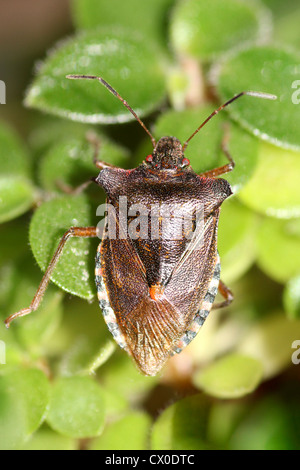 Red-gambe Shieldbug a.k.a. Forest Bug Pentatoma rufipes Foto Stock