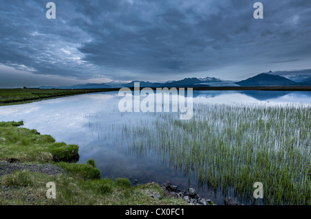 Laghetto con comuni Spike-rush (Eleocharis palustris) lingue glaciali in background, Vatnajokull calotta di ghiaccio, Islanda Foto Stock