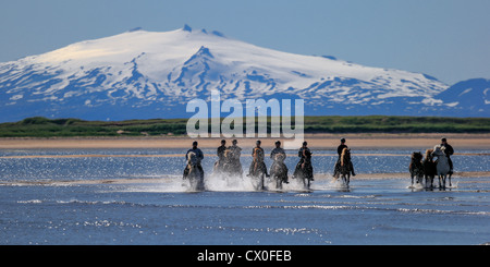 Passeggiate a cavallo sul Longufjordur, ghiacciaio Snaefellsjokull in background Snaefellsnes Peninsula, Islanda Foto Stock