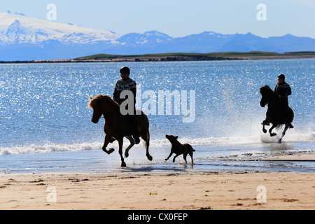 Passeggiate a cavallo sul Longufjordur, ghiacciaio Snaefellsjokull in background Snaefellsnes Peninsula, Islanda Foto Stock