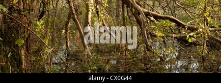 Albero nel parco naturale, Spreewald, Brandeburgo, Germania, Europa Foto Stock