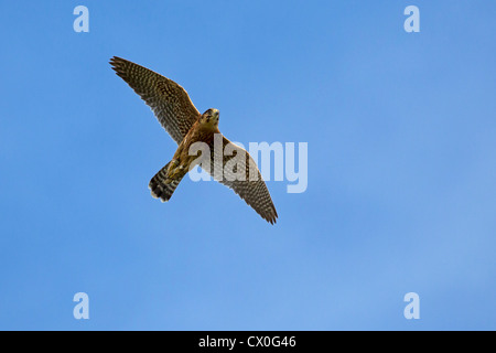 Peregrine-Merlin incroci, Perlin in volo Foto Stock