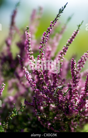 Immagine ravvicinata di un comune heather (Calluna vulgaris) Foto Stock