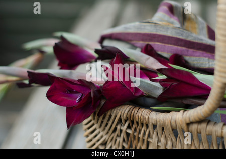 Color prugna Gladioli-Gladiola-Gladiolus in cesto con sciarpa di coordinare i colori, all'aperto su un tavolo di legno. Foto Stock