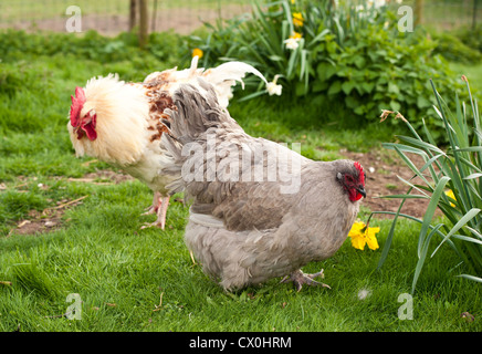 Lavanda Orpington hen accanto a narcisi con un galletto -rooster in background, gallo e sullo sfondo al di fuori della messa a fuoco Foto Stock