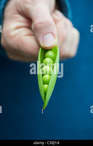 Pisum sativum. Mano azienda piselli in un gruppo di generatori di chiamata Foto Stock