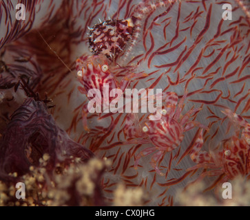 Soft Coral granchi (Hoplophrys oatesil) in stretto di Lembeh, Nord Sulawesi, Indonesia Foto Stock