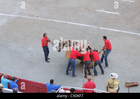 Uomini Cavallo aiuta a stare in piedi dopo essere stati gettati da bull nella corrida bull lotta in Arena Romana Arles Francia Foto Stock