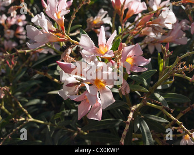 Fioritura bush, probabilmente Mandevilla, in una piazza in Mogan Gran Canaria Foto Stock