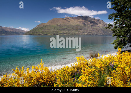 Ginestre sulle rive del Lago Wakatipu e Otago, Isola del Sud, Nuova Zelanda Foto Stock