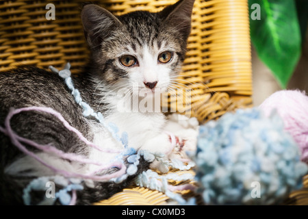 Uno stanco gattino in appoggio su una sedia di vimini dopo aver giocato con una palla di lana Foto Stock