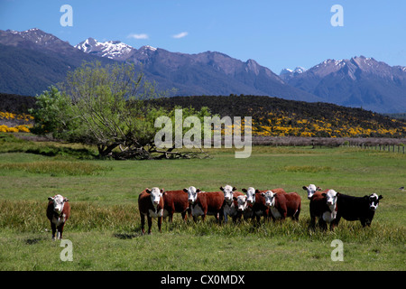 Mandria nel Eglinton River Valley, Southland, Isola del Sud, Nuova Zelanda Foto Stock