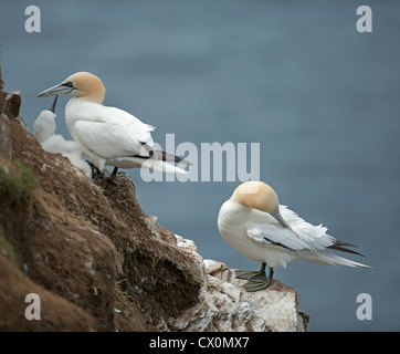 Le sule, Sula Bassana sulla terraferma colonia nidificazione, Aberdeenshire, Grampian Regione Scozia. SCO 8392 Foto Stock