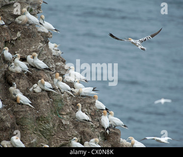 Le sule, Sula Bassana in volo su terraferma colonia nidificazione, Aberdeenshire, Grampian Regione Scozia. SCO 8402 Foto Stock