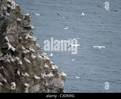 Le sule, Sula Bassana in volo su terraferma colonia nidificazione, Aberdeenshire, Grampian Regione Scozia. SCO 8403 Foto Stock