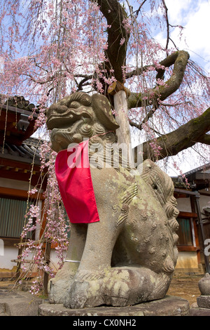Statua di cane guardia (komainu) nel sacrario scintoista sotto sakura albero durante la fioritura dei ciliegi stagione. Nara, Giappone. Foto Stock
