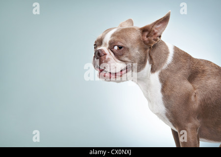 Lato ritratto di Boston Terrier cercando di telecamera in studio Foto Stock