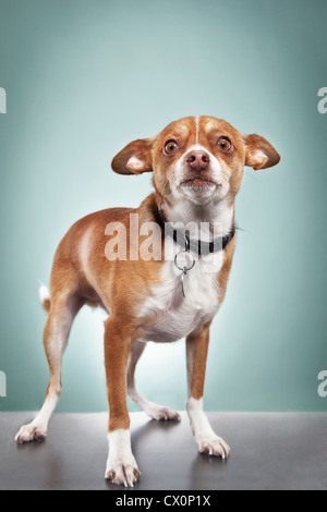 Ritratto in studio di chihuahua Foto Stock