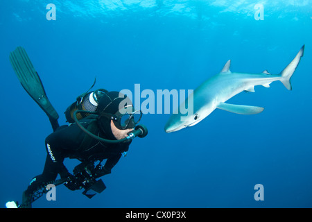 Esca ed immergersi con un squalo blu al largo della costa di Cape Town, Sud Africa Foto Stock