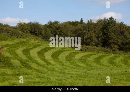 Fresca di erba tagliata con alberi e cielo blu Foto Stock