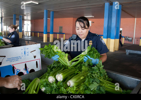 Femmina specialisti in agricoltura per U.S delle dogane e della protezione delle frontiere, ispezionare le scatole di sedano provenienti dal Messico Foto Stock